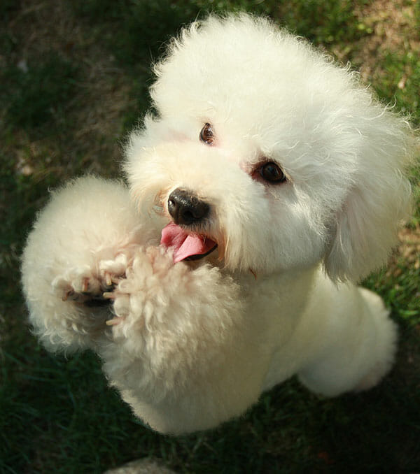 puppy play and stay webcams