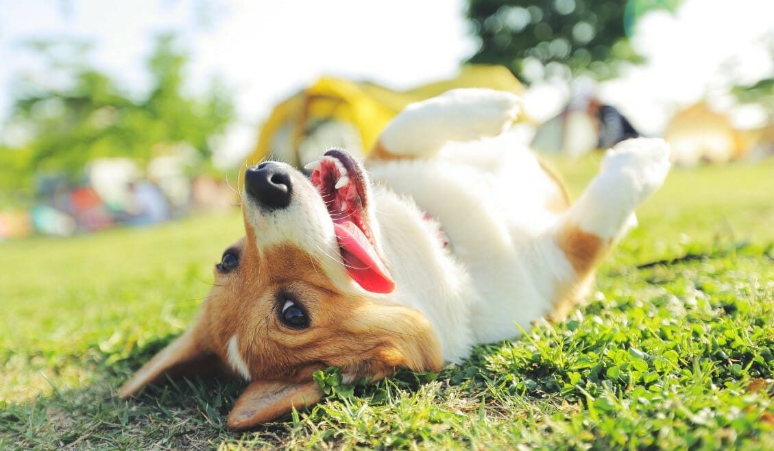 Corgi laying on their back in the grass on a sunny day.