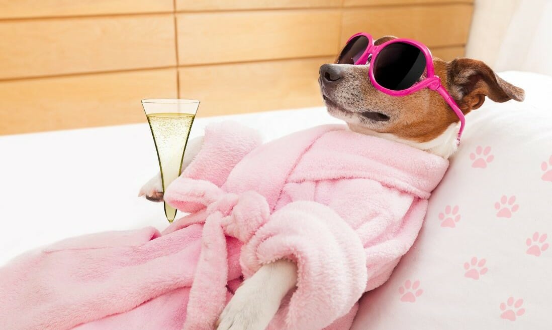 Dog relaxing wearing a robe and sunglasses while holding a sparkling beverage