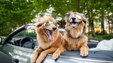 Two Dogs in a convertible wearing sunglasses