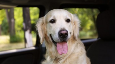 Golden retriever in a car