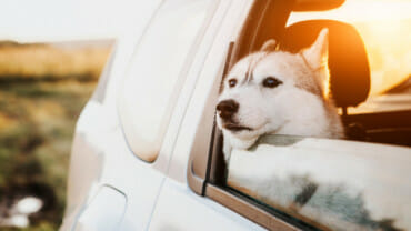 Dog with its head out of the window of the backseat of a car