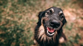 Dog who looks to be smiling