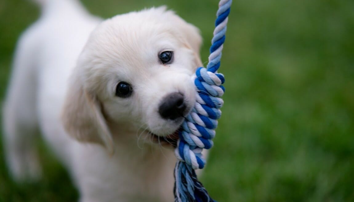 White lab puppy chewing on a rope