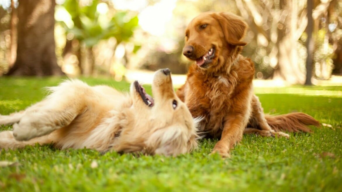 Two golden retrievers laying together in the grass on a sunny day