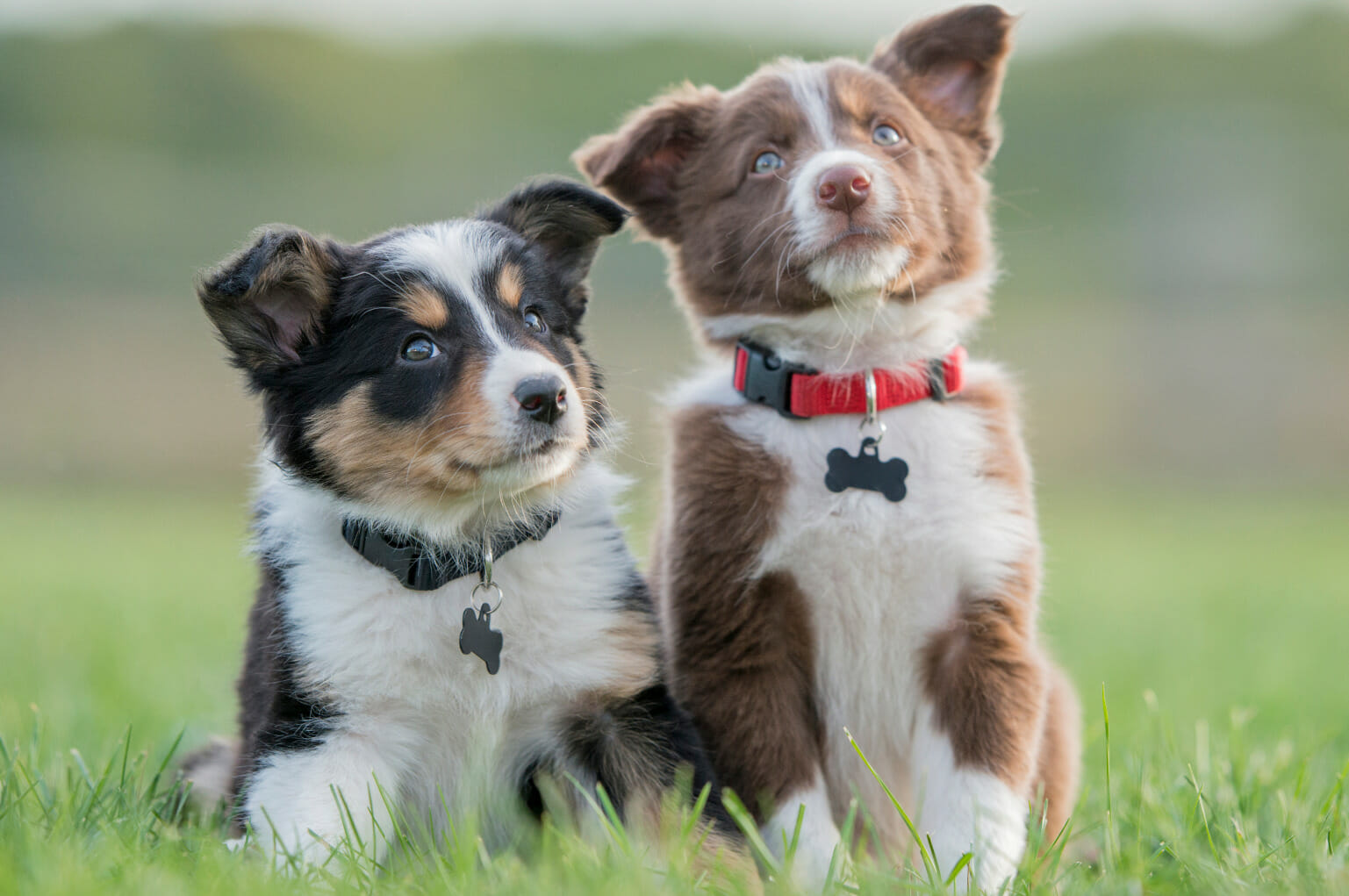 how old should a puppy be before boarding