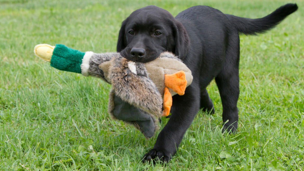 Black lab puppy outside in the grass with a stuffed toy duck in his mouth