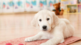 Puppy laying on a rug with a toy