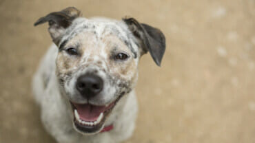 Dog who appears to be smiling