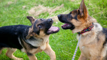 Two young german shepherd dogs playing in the grass