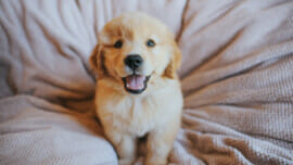 Golden retriever puppy looking at the camera, appearing to be smiling