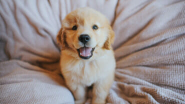 Golden retriever puppy looking at the camera, appearing to be smiling