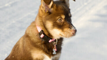 Puppy with a pink collar and snow on her snout watching something in the distance