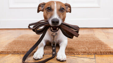 Dog with a leash in his mouth, ready to go!