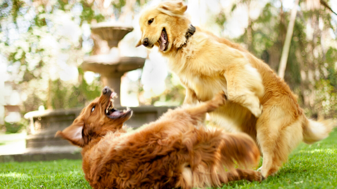 Two golden retrievers play fighting