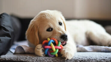 Puppy chewing on a toy