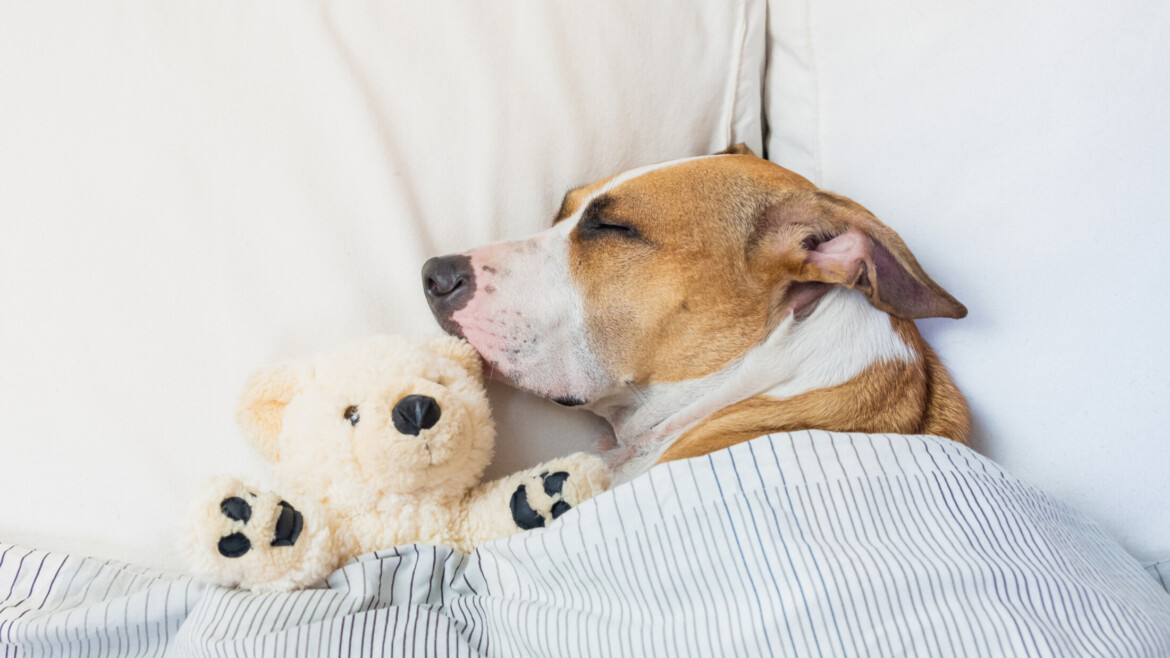 Dog tucked into bed sleeping with a stuffed teddy bear