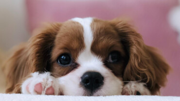 A dog laying on a white blanket