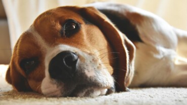 A dog laying down at dog daycare